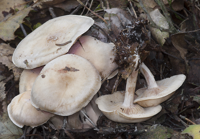 Clitocybe martiorum